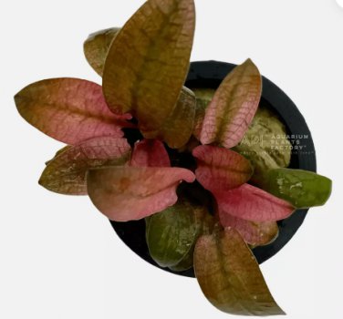 Cryptocoryne Flamingo FJ