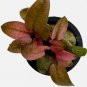 Cryptocoryne Flamingo FJ