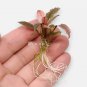 Cryptocoryne Flamingo FJ