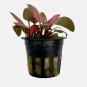 Cryptocoryne Flamingo FJ