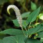 Saururus Cernuus (Lizard's Tail) FJ