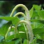 Saururus Cernuus (Lizard's Tail) FJ
