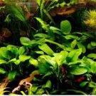 Echinodorus Fancy Twist FJ
