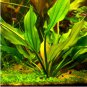 Echinodorus Ascherianus FJ
