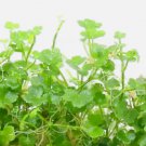 Hydrocotyle Tripartita Mini FJ