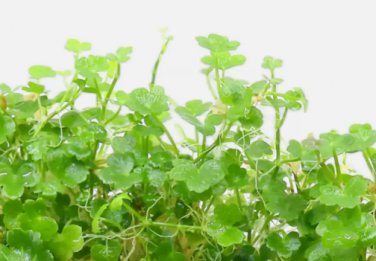Hydrocotyle Tripartita Mini FJ