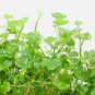 Hydrocotyle Tripartita Mini FJ