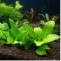 Echinodorus Horizontalis Mini FJ