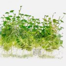 Hydrocotyle Tripartita Mini Tissue Culture FJ