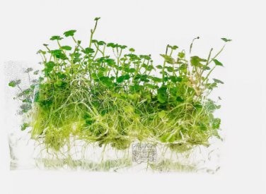 Hydrocotyle Tripartita Mini Tissue Culture FJ