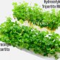 Hydrocotyle Tripartita Mini Tissue Culture FJ