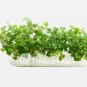 Hydrocotyle Tripartita Mini Tissue Culture FJ