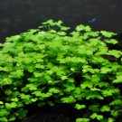 Hydrocotyle Tripartita FJ