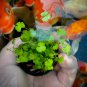 Hydrocotyle Tripartita FJ