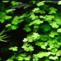 Hydrocotyle Tripartita FJ