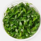 Cryptocoryne Lutea Tissue Culture FJ