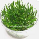 Cryptocoryne Lucens Tissue Culture FJ