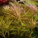 Pogostemon Stellatus Dassen FJ