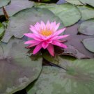 Nymphaea Mayla FJ