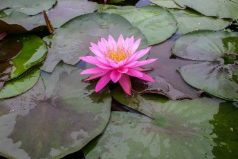 Nymphaea Mayla FJ