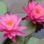 Nymphaea Mayla FJ