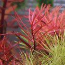 Ludwigia Brevipes Needle Leaf Repens FJ
