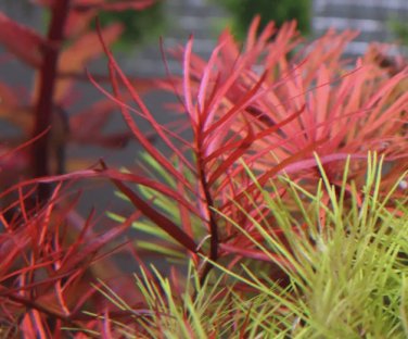 Ludwigia Brevipes Needle Leaf Repens FJ