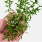 Ludwigia Brevipes Needle Leaf Repens FJ