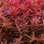 Ludwigia Brevipes Needle Leaf Repens FJ