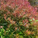 Rotala Colorata Tissue Culture FJ