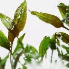 Cryptocoryne Usteriana Tissue Culture FJ