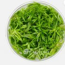Pogostemon Stellatus Dassen Tissue Culture FJ