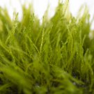 Taxiphyllum sp. Giant Tissue Culture FJ