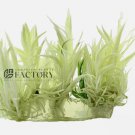Pogostemon Erectus Platinum Tissue Culture FJ