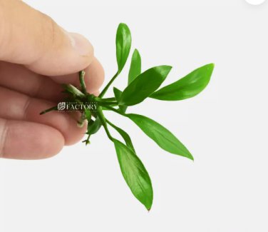 Anubias Congensis [Mini Size] FJ
