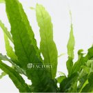 Java Fern Alligator FJ