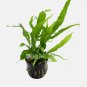 Java Fern Alligator FJ