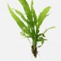 Java Fern Alligator FJ