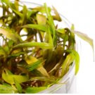 Cryptocoryne Beckettii Tissue Culture FJ