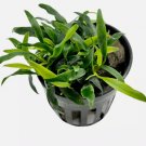 Anubias Minima Dragon Claw FJ
