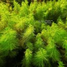Myriophyllum Tetrandrum (Green Myriophyllum) FJ