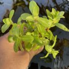 Ammannia Senegalensis FJ