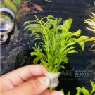 Alternanthera Bettzickiana Aurea FJ