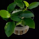 Anubias Bonsai Wavy FJ