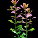 Cuphea Anagalloidea FJ