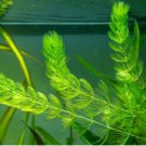 Hornwort Ceratophyllum demersum FJ