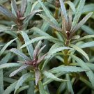 Pogostemon Stellatus FJ