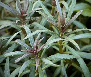 Pogostemon Stellatus FJ