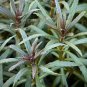 Pogostemon Stellatus FJ