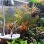 Pogostemon Stellatus FJ